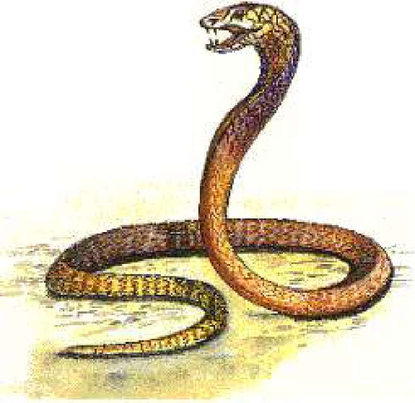 The Deadly King Cobra [Illustrations by Amarjeet Malik]