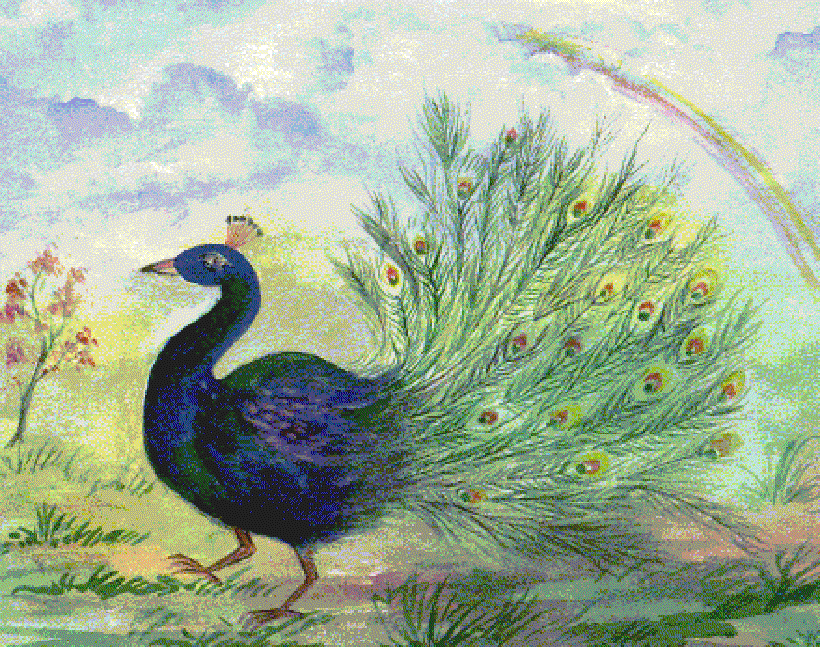 The Exotic Peacock [Illustrations by Neelima Bhushan]