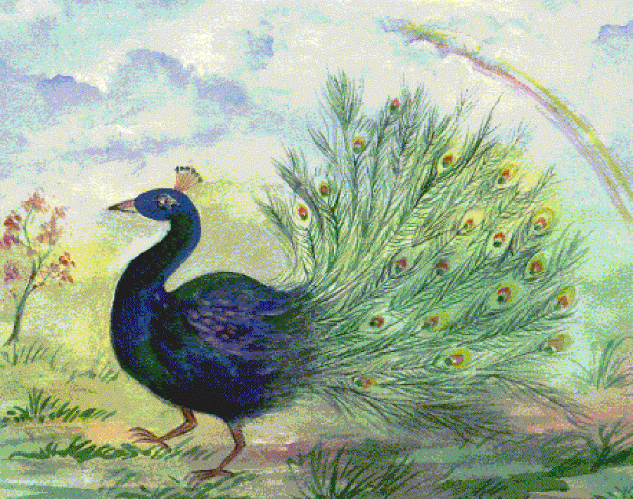 The Exotic Peacock [Illustrations by Neelima Bhushan]