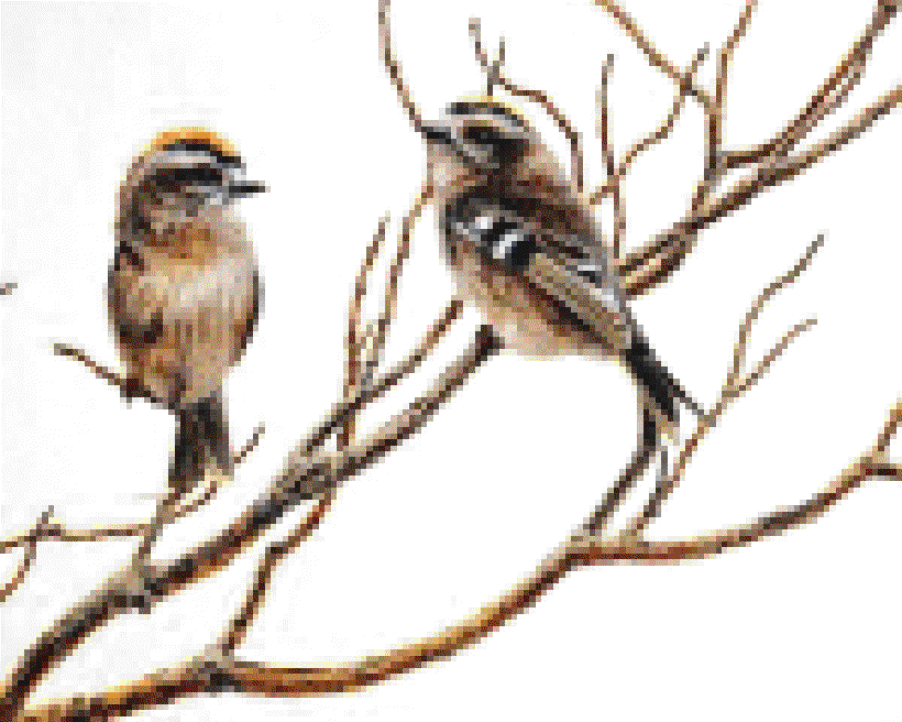 The Song of the Bird []