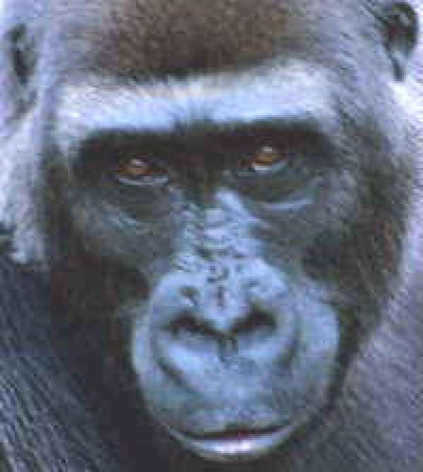 Who’s Who at the Zoo