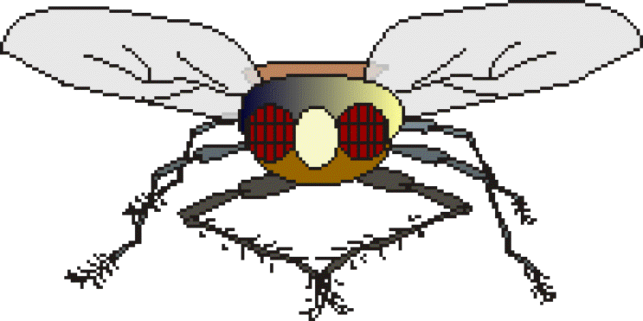 Mr Fly Rubs his Hands with Glee [Illustration by Shridevi]