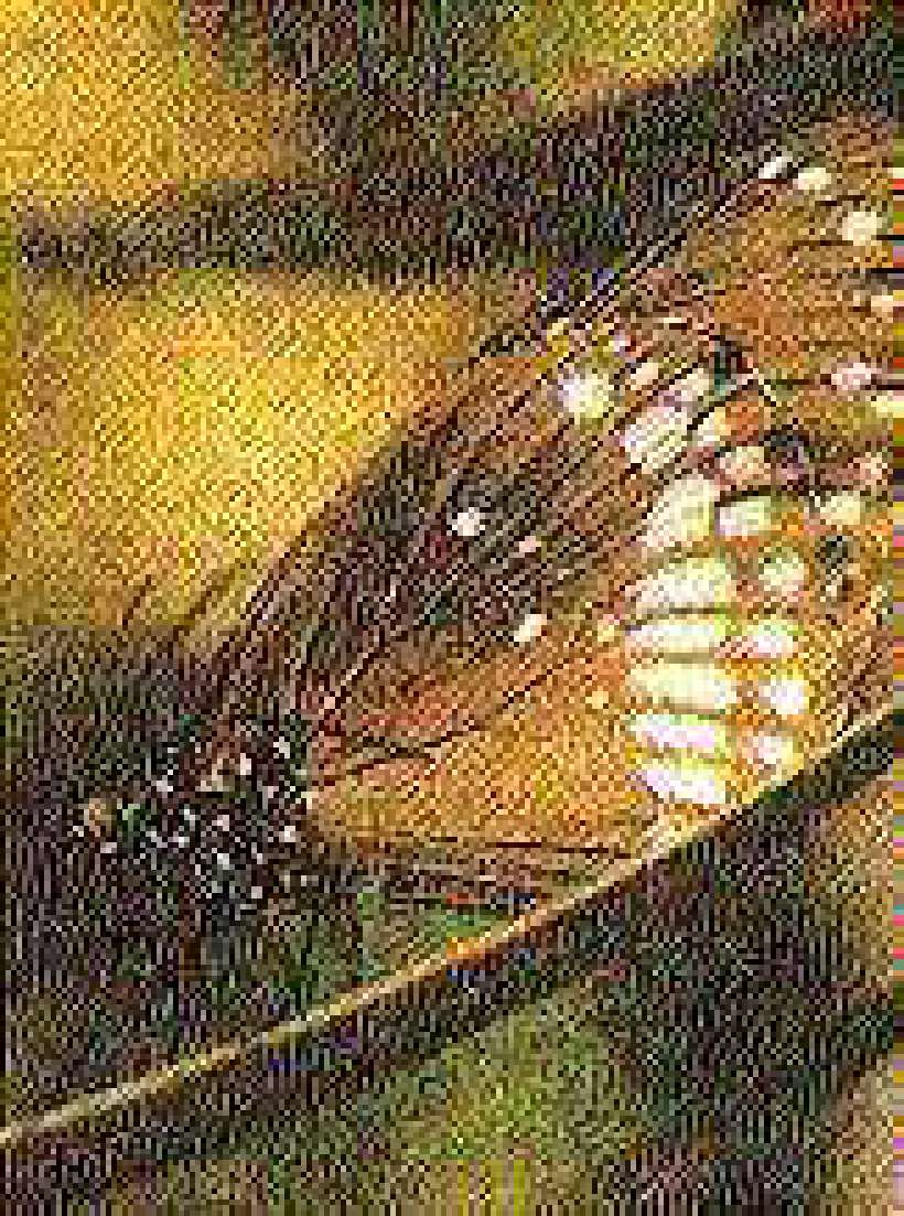 My Life – The Tale of a Butterfly