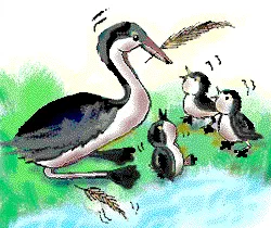 Birds Which Eat Their Feathers [Illustration by Kusum Chamoli]