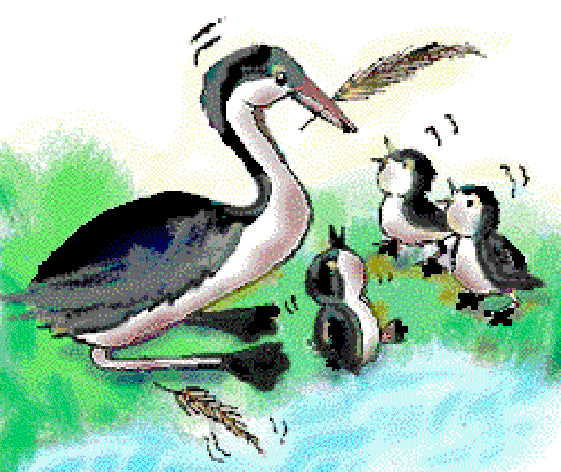 Birds Which Eat Their Feathers [Illustration by Kusum Chamoli]