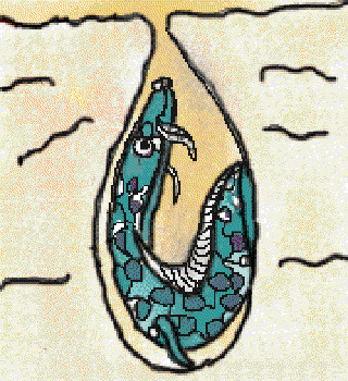 Fish That Live in the Desert [Illustration by Shridevi]