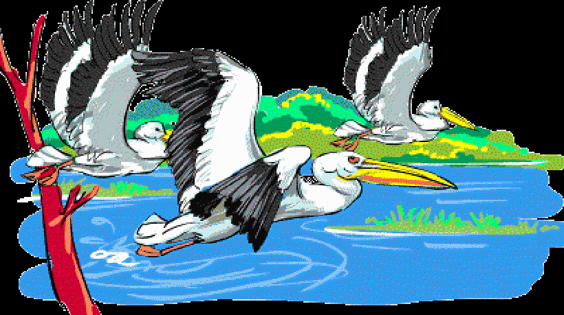 Pelican Trouble [Illustration by Shiju George]