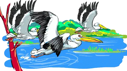 Pelican Trouble [Illustration by Shiju George]