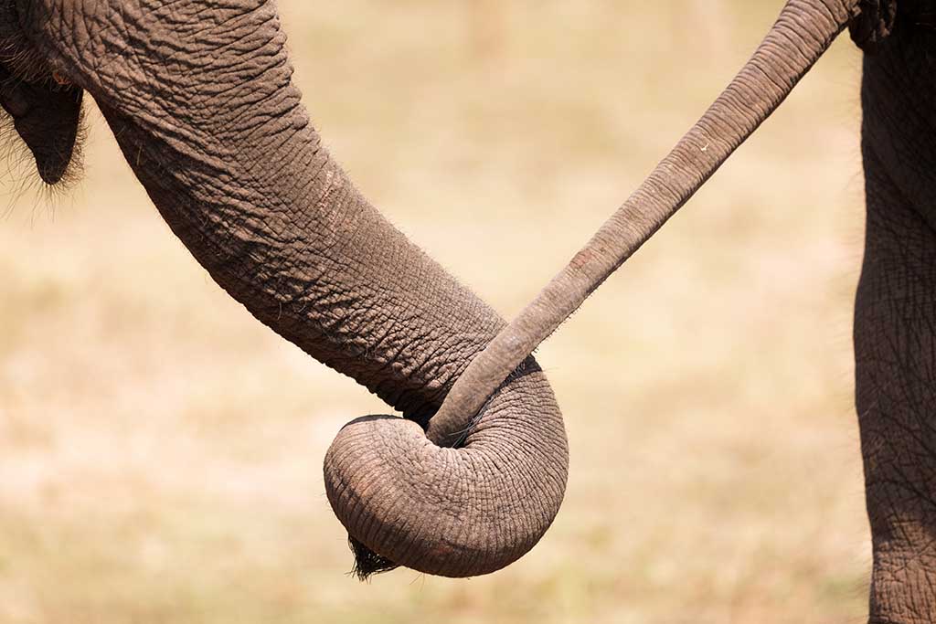 How do Animals Communicate? | Pitara Kids' Network How do Animals Communicate? | Pitara Kids' Network