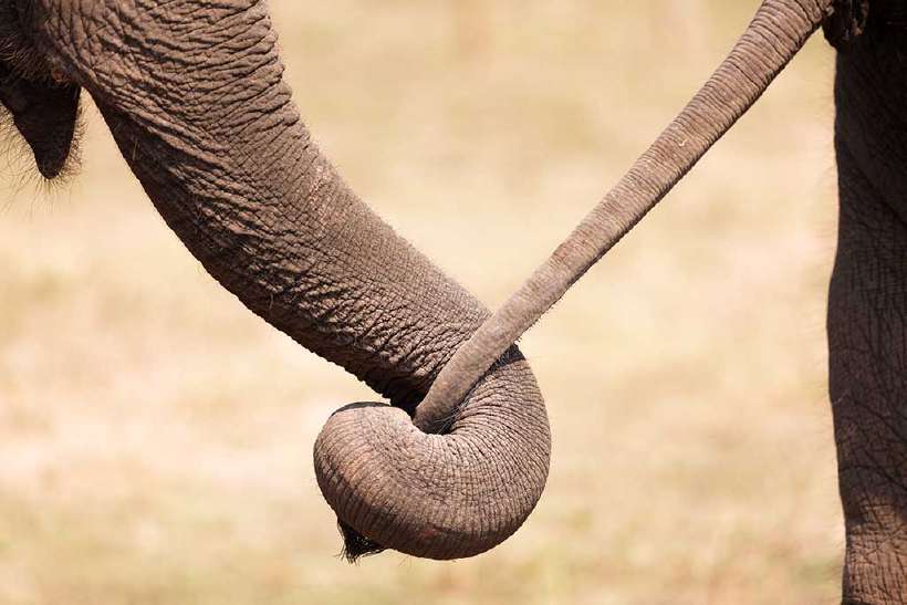 Asian elephant couple in embrace
