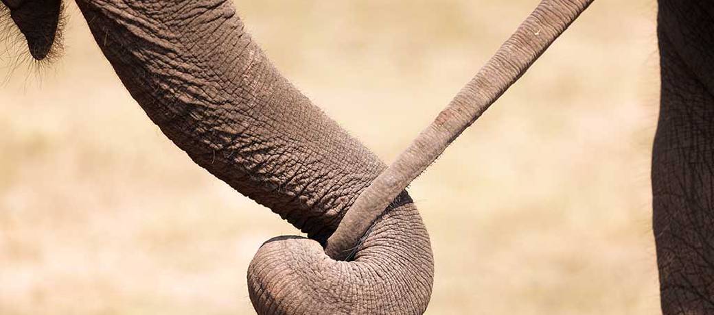 How do Animals Communicate?