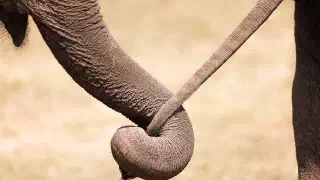 Illustration for How do Animals Communicate?