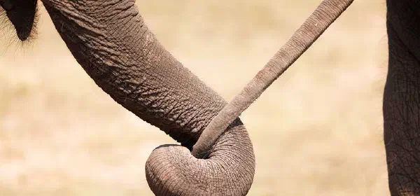 Illustration for How do Animals Communicate?