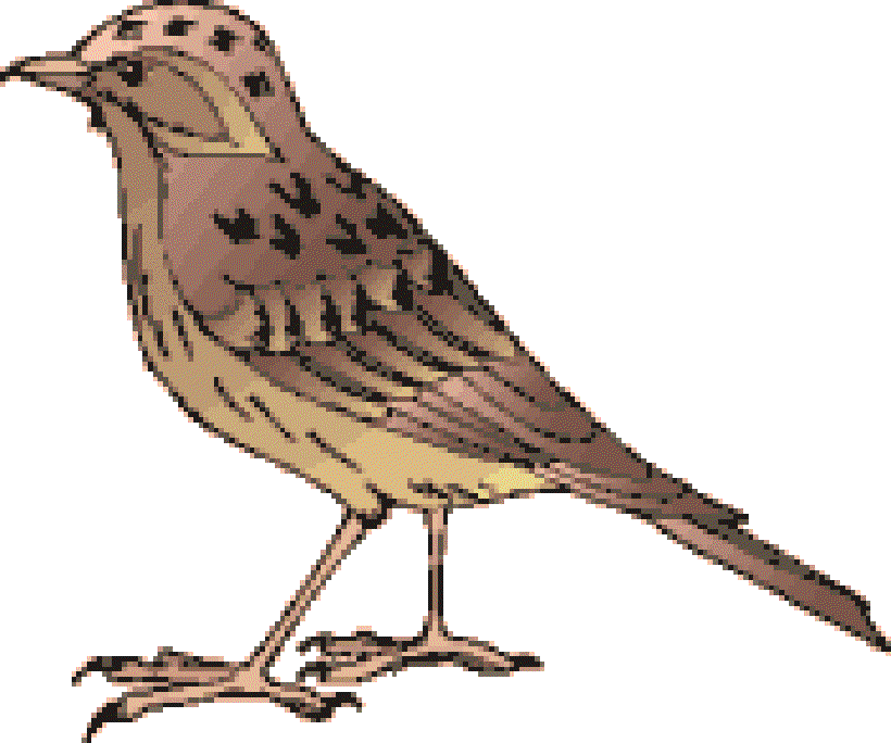 The Cool and Cunning Lark