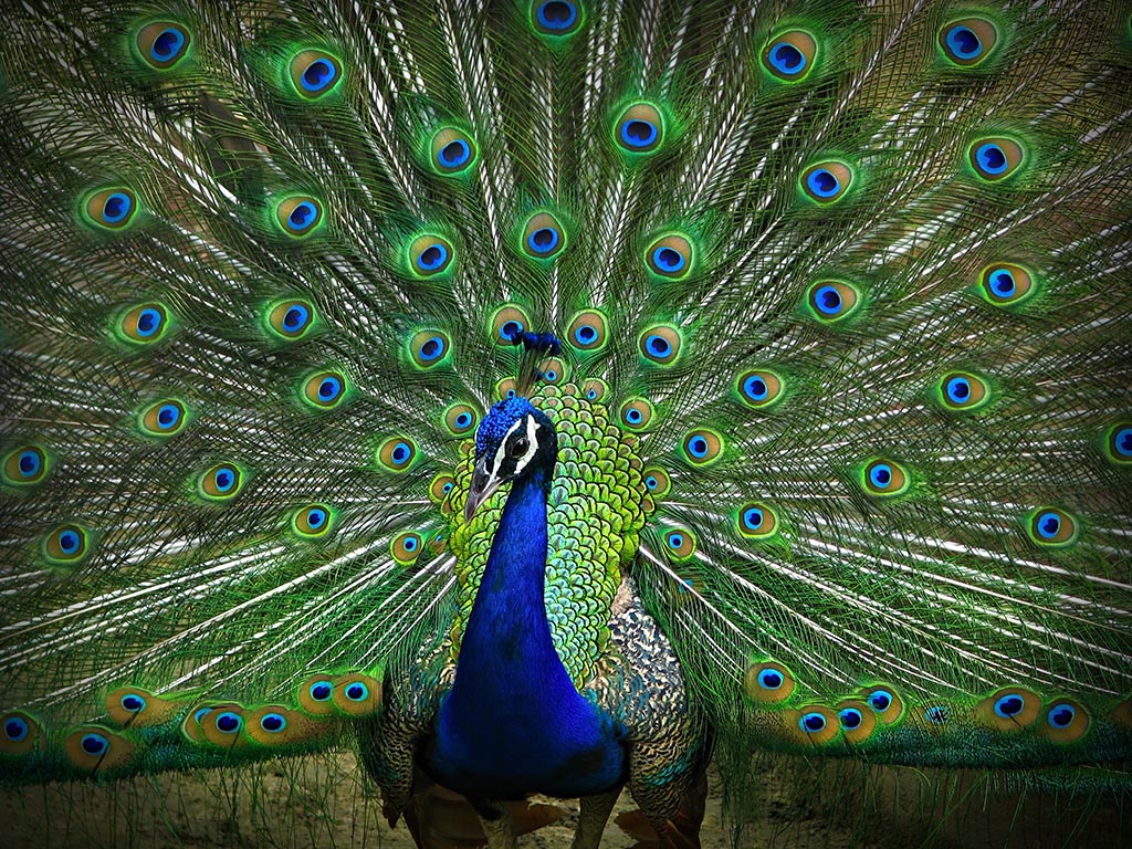 The Exotic Peacock   Pitara Kids' Network