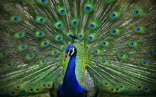 The Exotic Peacock