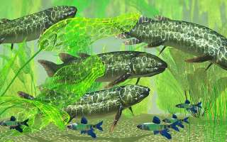 Fish That Live in the Desert