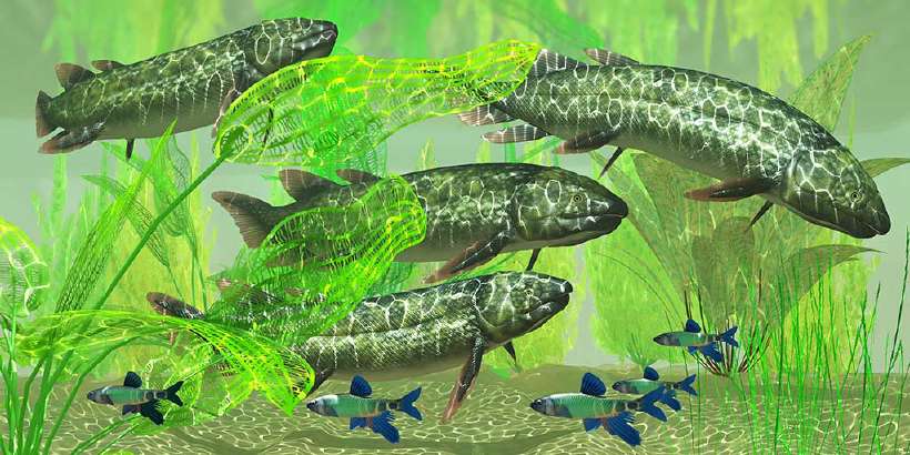 Dipterus is an extinct freshwater lungfish from the Devonian Period of Australia and Europe