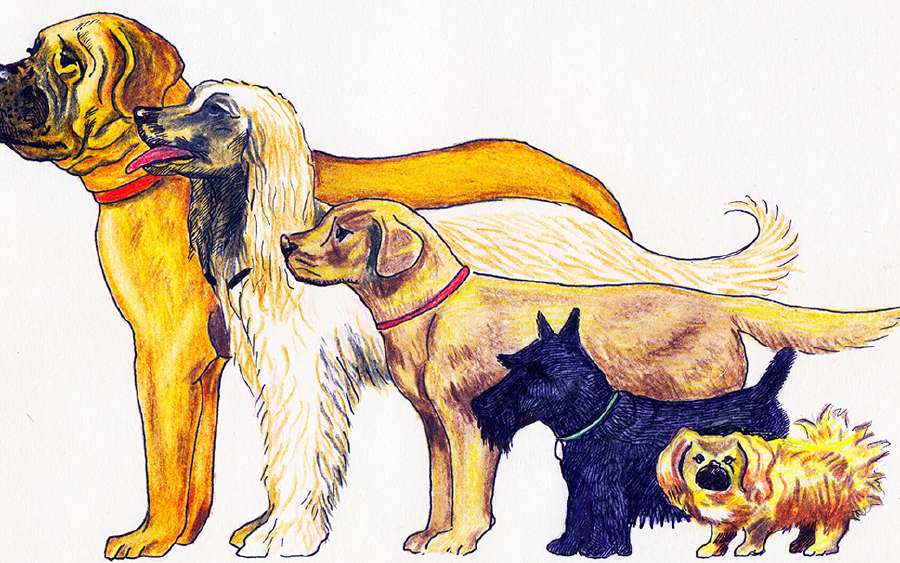 Care for your Dog