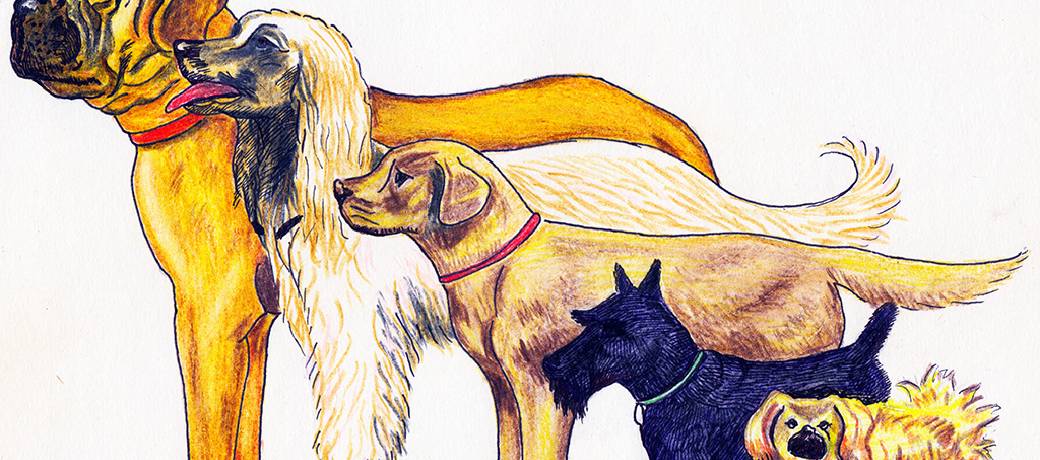 Care for your Dog