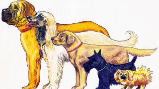 Illustration for Care for your Dog