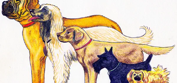 Illustration for Care for your Dog