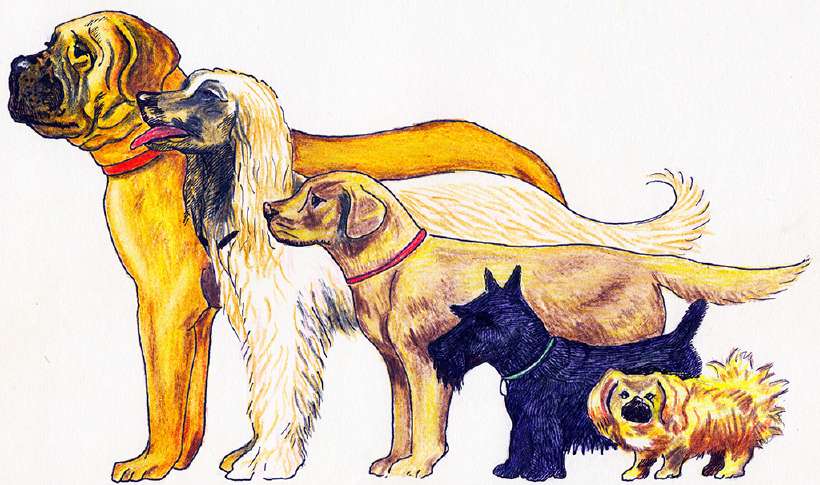 Care for your Dog [Illustrations by Amarjeet Malik]