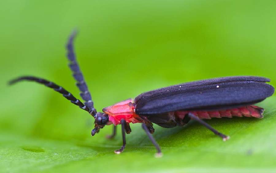 The Cool Firefly