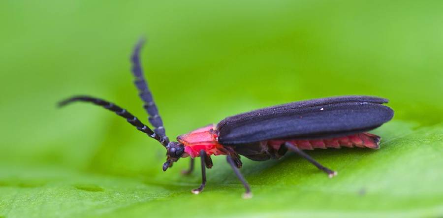Closeup of a firefly