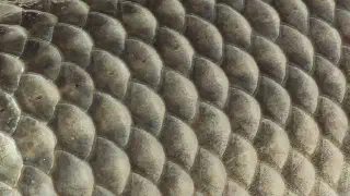 Illustration for Scales  for Safety