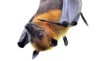 Looking at the World Upside Down