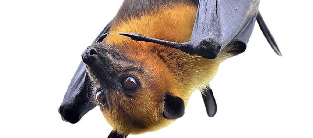 Looking at the World Upside Down