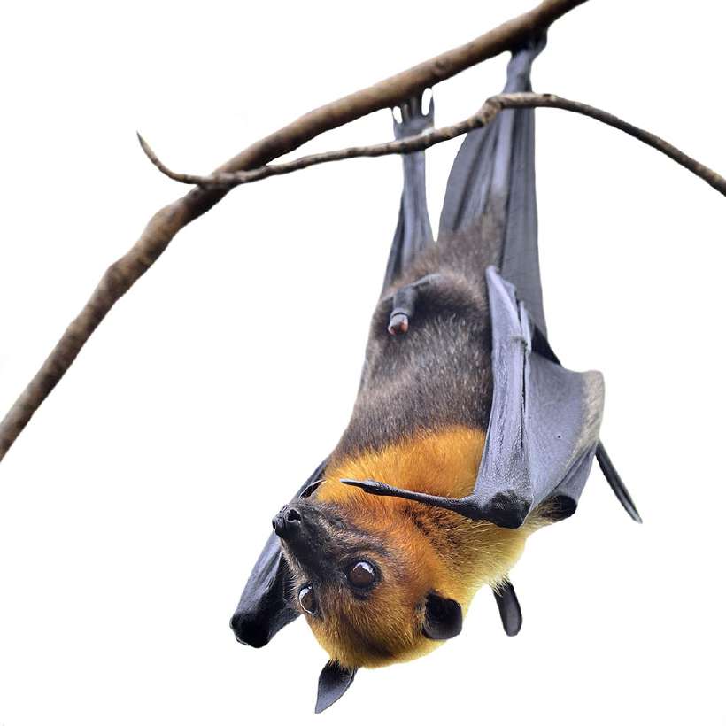 A hanging Flying Fox bat