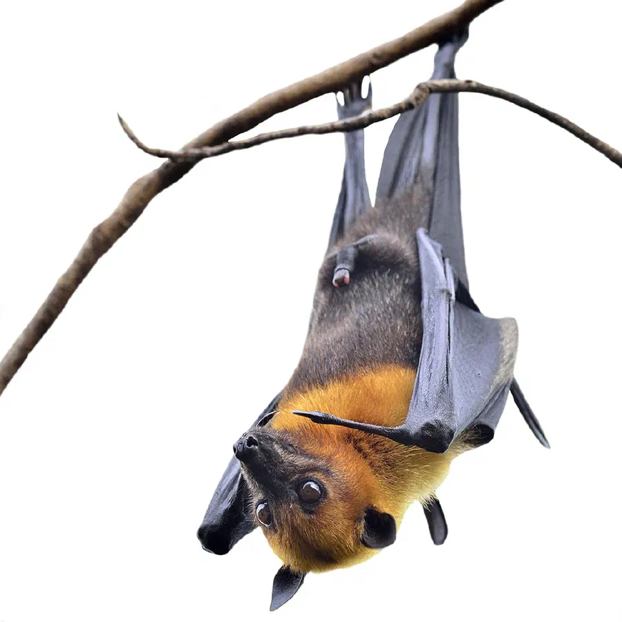 A hanging Flying Fox bat