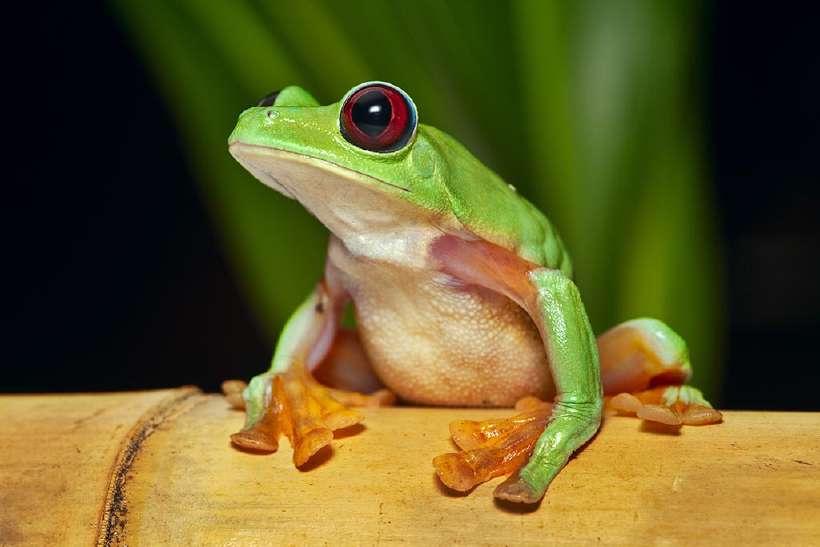 Flying or gliding tree frog (Agalychnis spurrelli) is an endangered amphibian. IT lives in Amazon rain forest of Ecuador Colombia Panama and Costa Rica.