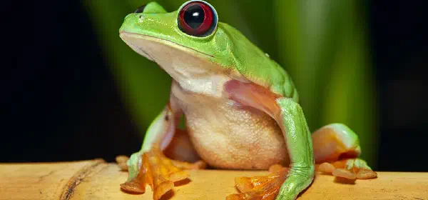 Illustration for Can Frog Fly?
