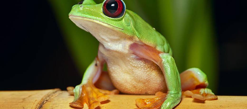 Can Frog Fly?