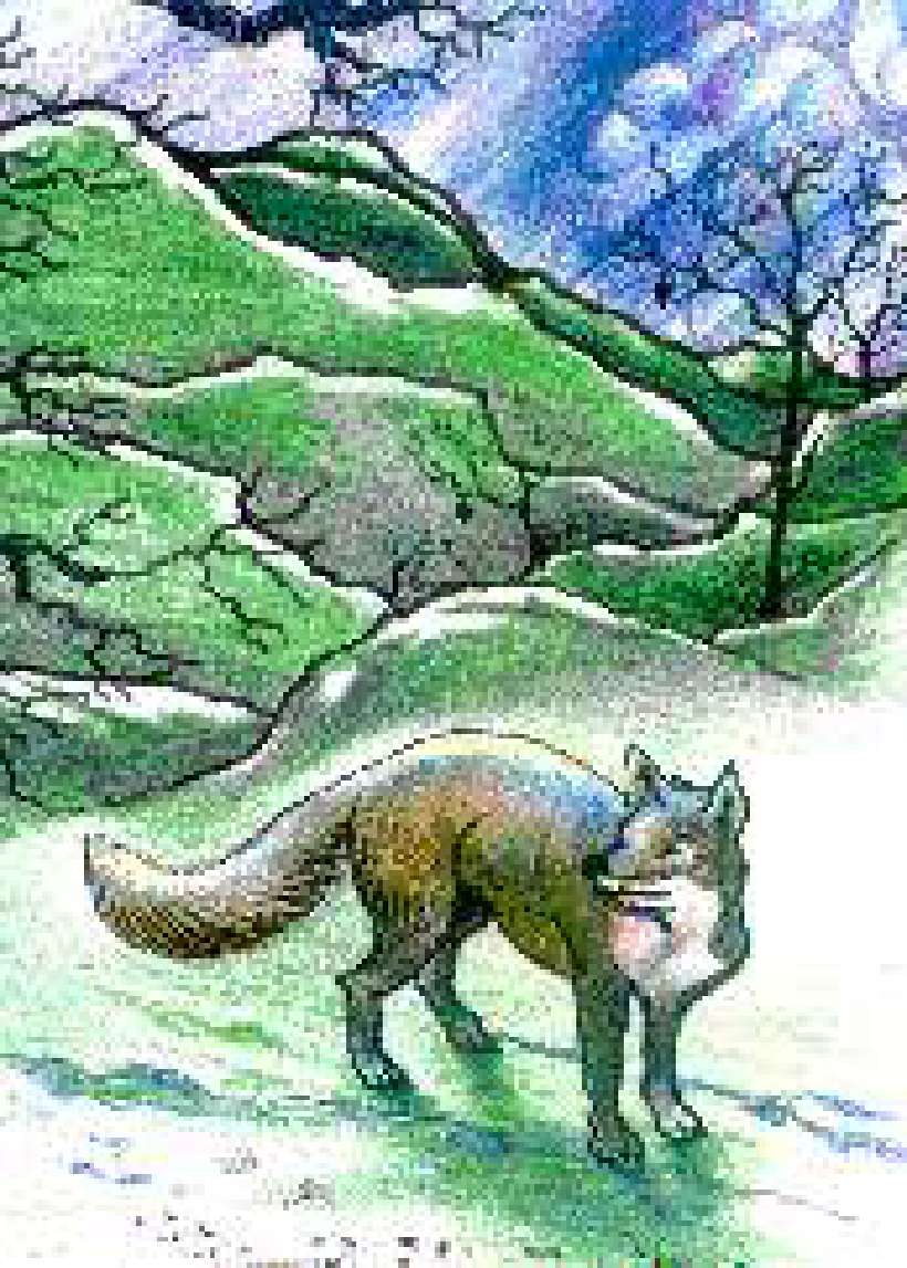 War Drum [Illustrations by Amarjeet Malik]