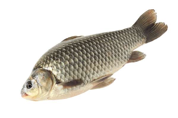 Very visible scales of a fresh carp fish