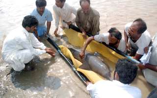 Where is the Rare Blind Dolphin Found?