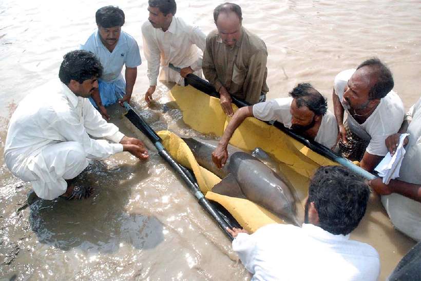 Volunteers rescue a freshwater dolphin that was stuck at Rohri Canal in Sukkur on the west bank of river Indus in Pakistan. [Asianet-Pakistan](http://www.shutterstock.com/gallery-646174p1.html?cr=00&pl=edit-00) / [Shutterstock.com](http://www.shutterstock.com/?cr=00&pl=edit-00)