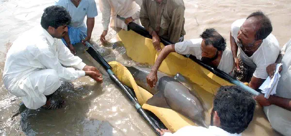 Illustration for Where is the Rare Blind Dolphin Found?