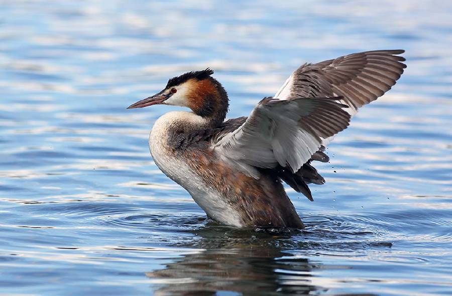 When preening, grebes eat their own feathers, and feed them to their young.