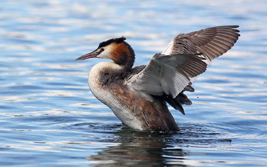 Birds Which Eat Their Feathers