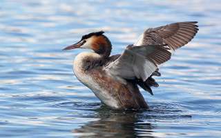 Birds Which Eat Their Feathers
