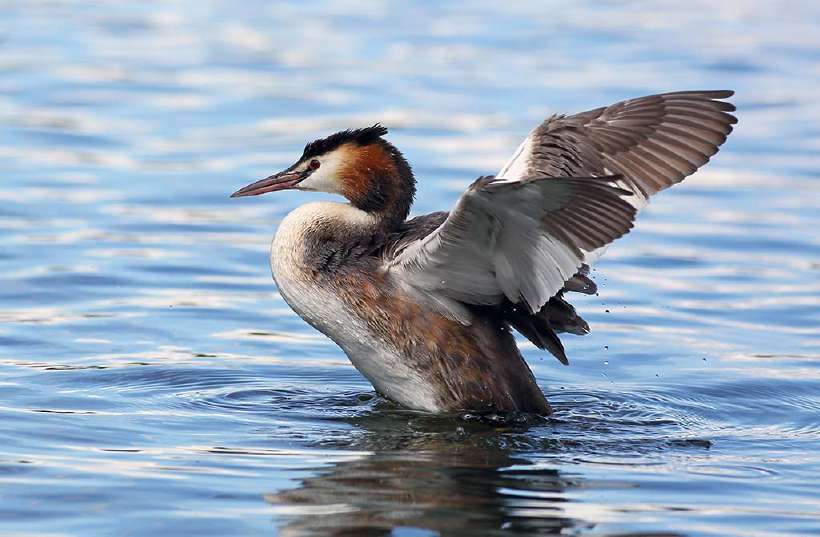 When preening, grebes eat their own feathers, and feed them to their young.
