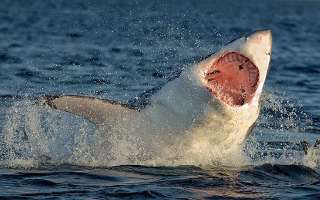 Great White Sharks Heading for Extinction