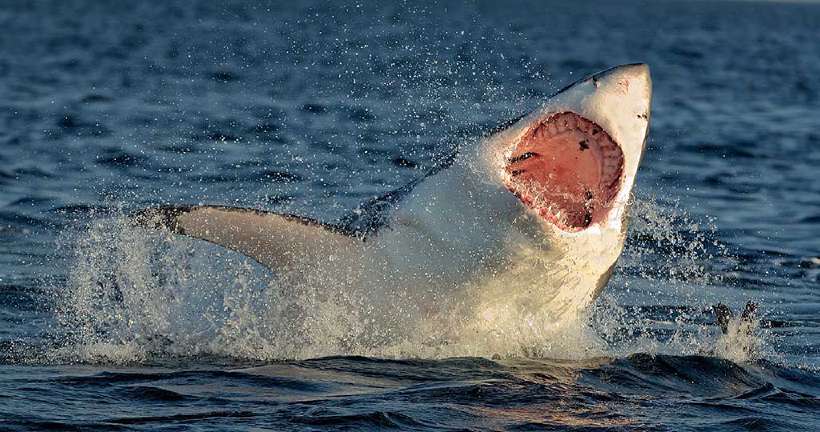 Great White Shark breaching for attack – jumps out of water with open mouth