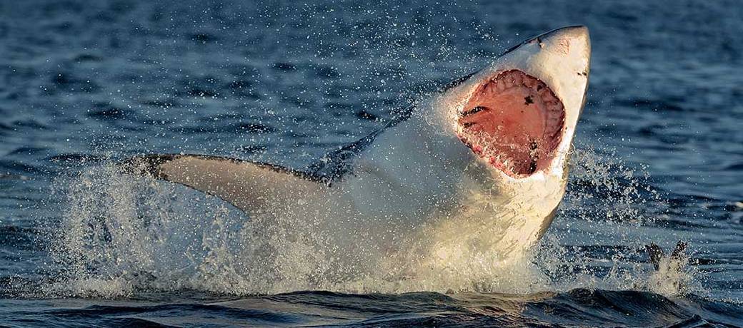 Illustration for Great White Sharks Heading for Extinction