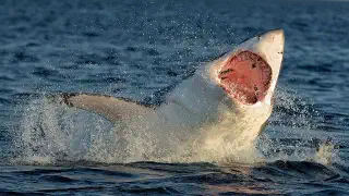 Illustration for Great White Sharks Heading for Extinction